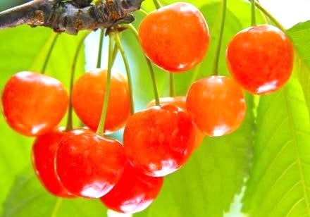 <Web割対象商品>【キングツアーバス旅】山梨ハイジの村・バラの回廊&「佐藤錦」さくらんぼ狩り 大人気!桔梗信玄餅詰め放題〔多摩センター・聖蹟桜ヶ丘発〕2